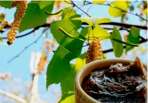 Goudron de champignon